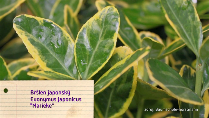 Nova zahrada - brslen japonsky